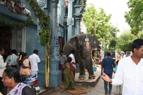 Pondicherry Elephant