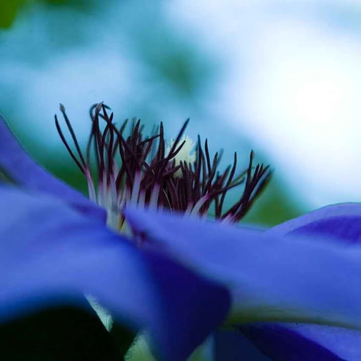 clematis-heart