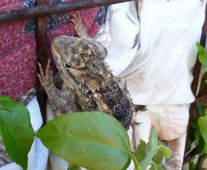 Jacomo Jacomo our Desert Spiny Lizard and Yoga Guru of Tucson (Sceloporus magister)