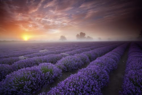 Lavender Tucson MBSR