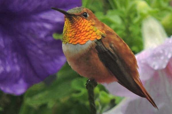 Rufous Tucson