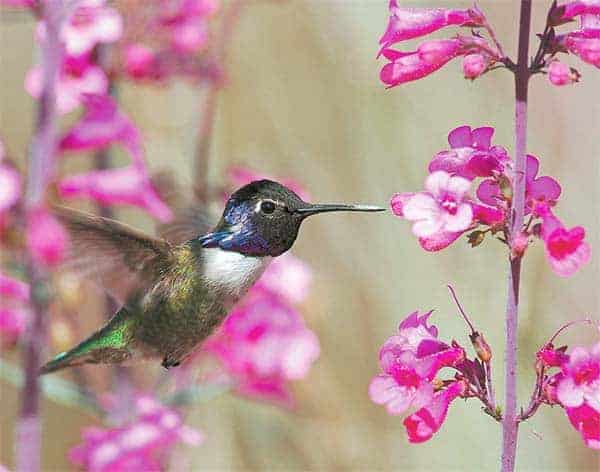 HummingbirdPenstemonTucson Hummingbird Penstemon Tucson