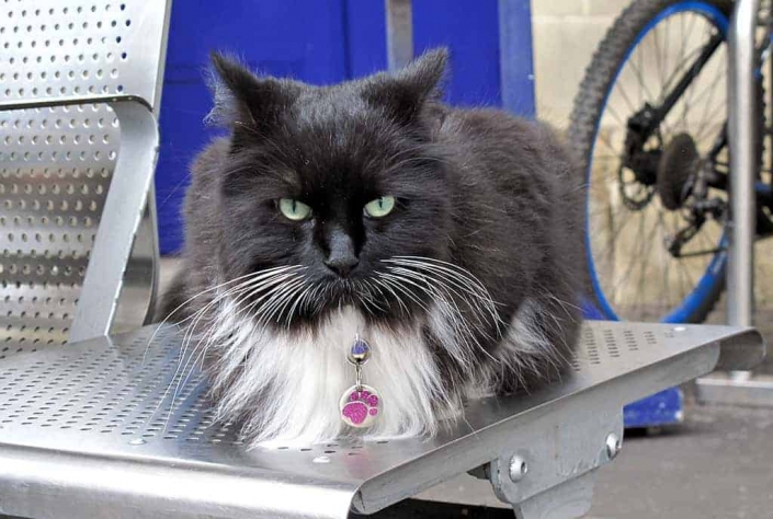 Felix at Huddersfield Station Felix at Huddersfield Station