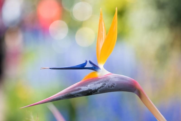 yoga bird of paradise