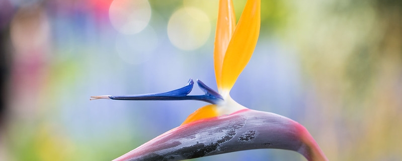 yoga bird of paradise