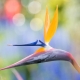 yoga bird of paradise