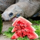 tucson tortoise christmas