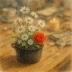 Mindfulness with a Light Touch